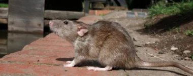 Deratyzacja